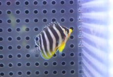 画像2: 【海水魚・ヤッコ】【通販】人工飼料OK♪【国産ブリード】シマヤッコ（Sサイズ/太バンド）(個体販売）（±3.5cm） No.3（生体）(海水魚) (2)