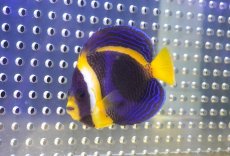 画像1: 【海水魚・ヤッコ】【通販】人工飼料OK♪スクリブルドエンゼル(個体販売）（±11cm） （生体）(海水魚) (1)