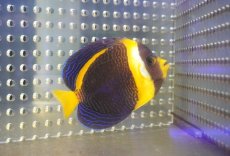 画像2: 【海水魚・ヤッコ】【通販】人工飼料OK♪スクリブルドエンゼル(個体販売）（±11cm） （生体）(海水魚) (2)