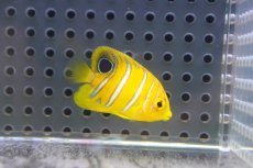 画像1: 【海水魚・ヤッコ】【通販】超特価！冷凍コぺOK♪【モルディブ産】インドニシキヤッコ（Tiny)(個体販売）（±3-3.5cm） No.1（生体）(海水魚) (1)