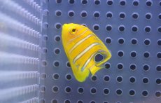 画像2: 【海水魚・ヤッコ】【通販】超特価！冷凍コぺOK♪【モルディブ産】インドニシキヤッコ（Tiny)(個体販売）（±3-3.5cm） No.1（生体）(海水魚) (2)