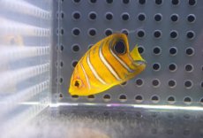 画像1: 【海水魚・ヤッコ】【通販】超特価！冷凍コぺOK♪【モルディブ産】インドニシキヤッコ（Tiny)(個体販売）（±3-3.5cm） No.2（生体）(海水魚) (1)