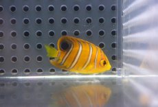 画像2: 【海水魚・ヤッコ】【通販】超特価！冷凍コぺOK♪【モルディブ産】インドニシキヤッコ（Tiny)(個体販売）（±3-3.5cm） No.2（生体）(海水魚) (2)