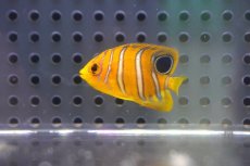 画像1: 【海水魚・ヤッコ】【通販】超特価！冷凍コぺOK♪【モルディブ産】インドニシキヤッコ（Tiny)(個体販売）（±3-3.5cm） No.3（生体）(海水魚) (1)