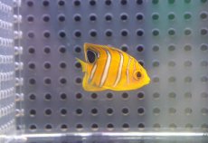 画像2: 【海水魚・ヤッコ】【通販】超特価！冷凍コぺOK♪【モルディブ産】インドニシキヤッコ（Tiny)(個体販売）（±3-3.5cm） No.3（生体）(海水魚) (2)