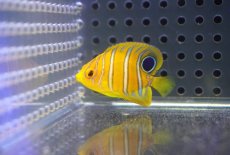 画像1: 【海水魚・ヤッコ】【通販】超特価！冷凍コぺOK♪【モルディブ産】インドニシキヤッコ（Tiny)(個体販売）（±3.5-4cm） No.4（生体）(海水魚) (1)