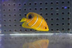 画像2: 【海水魚・ヤッコ】【通販】超特価！冷凍コぺOK♪【モルディブ産】インドニシキヤッコ（Tiny)(個体販売）（±3.5-4cm） No.4（生体）(海水魚) (2)