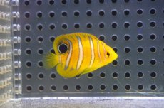 画像1: 【海水魚・ヤッコ】【通販】超特価！冷凍コぺOK♪【モルディブ産】インドニシキヤッコ（Tiny)(個体販売）（±3.5-4cm） No.5（生体）(海水魚) (1)