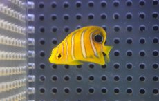 画像2: 【海水魚・ヤッコ】【通販】超特価！冷凍コぺOK♪【モルディブ産】インドニシキヤッコ（Tiny)(個体販売）（±3.5-4cm） No.5（生体）(海水魚) (2)