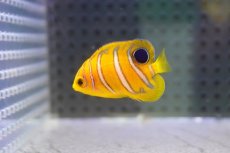 画像1: 【海水魚・ヤッコ】【通販】超特価！冷凍コぺOK♪【モルディブ産】インドニシキヤッコ（Tiny)(個体販売）（±3.5-4cm） No.6（生体）(海水魚) (1)