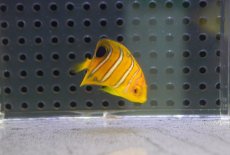 画像2: 【海水魚・ヤッコ】【通販】超特価！冷凍コぺOK♪【モルディブ産】インドニシキヤッコ（Tiny)(個体販売）（±3.5-4cm） No.6（生体）(海水魚) (2)