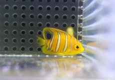 画像1: 【海水魚・ヤッコ】【通販】超特価！冷凍コぺOK♪【モルディブ産】インドニシキヤッコ（Tiny)(個体販売）（±3.5-4cm） No.8（生体）(海水魚) (1)