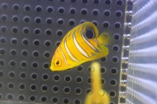 画像2: 【海水魚・ヤッコ】【通販】超特価！冷凍コぺOK♪【モルディブ産】インドニシキヤッコ（Tiny)(個体販売）（±3.5-4cm） No.8（生体）(海水魚) (2)