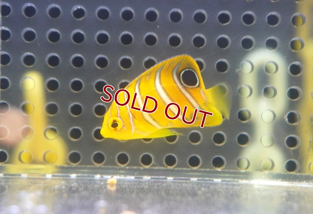 画像1: 【海水魚・ヤッコ】【通販】超特価！冷凍コぺOK♪【モルディブ産】インドニシキヤッコ（Tiny)(個体販売）（±3.5-4cm） No.9（生体）(海水魚) (1)