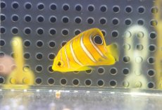 画像1: 【海水魚・ヤッコ】【通販】超特価！冷凍コぺOK♪【モルディブ産】インドニシキヤッコ（Tiny)(個体販売）（±3.5-4cm） No.9（生体）(海水魚) (1)