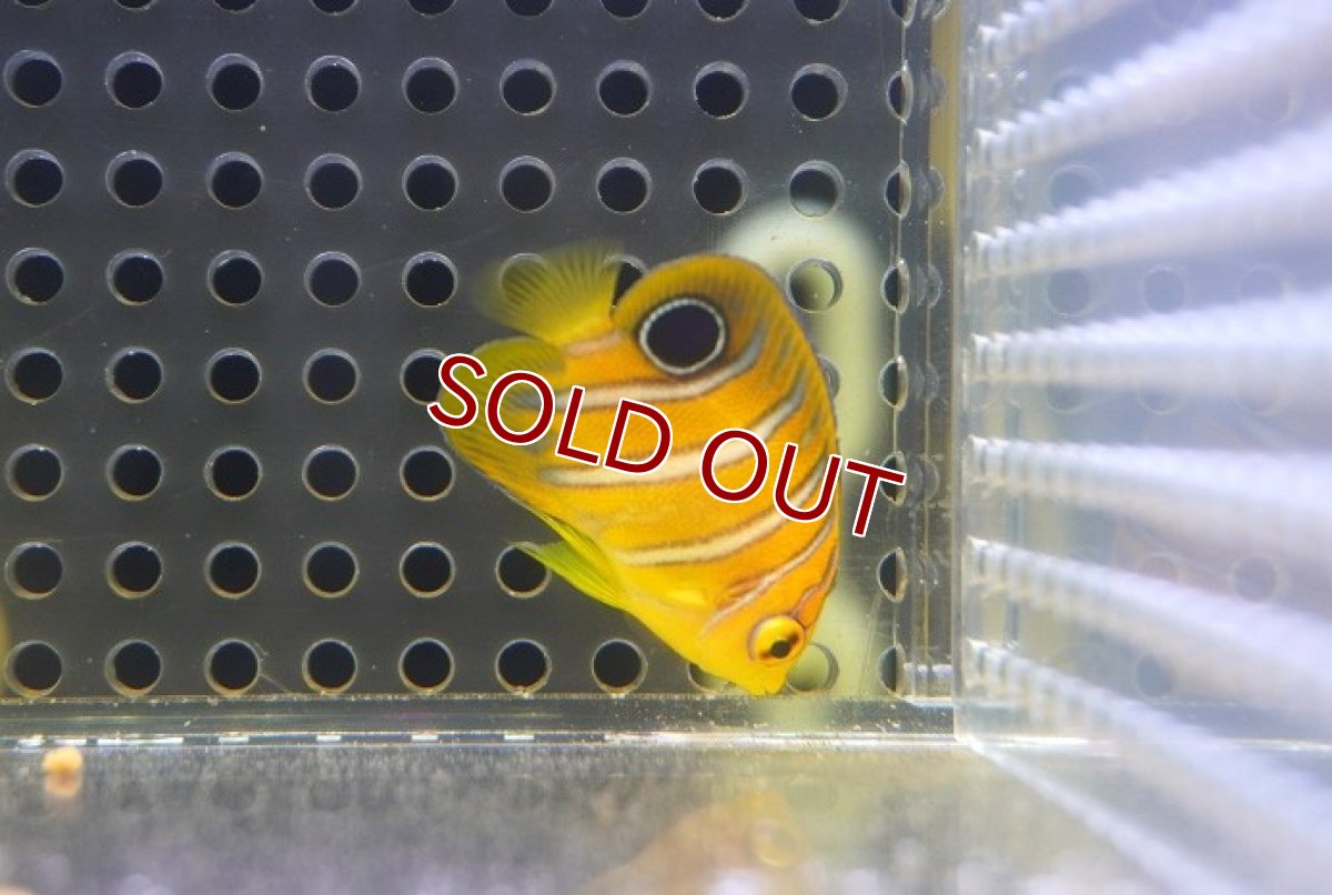 画像2: 【海水魚・ヤッコ】【通販】超特価！冷凍コぺOK♪【モルディブ産】インドニシキヤッコ（Tiny)(個体販売）（±3.5-4cm） No.9（生体）(海水魚) (2)