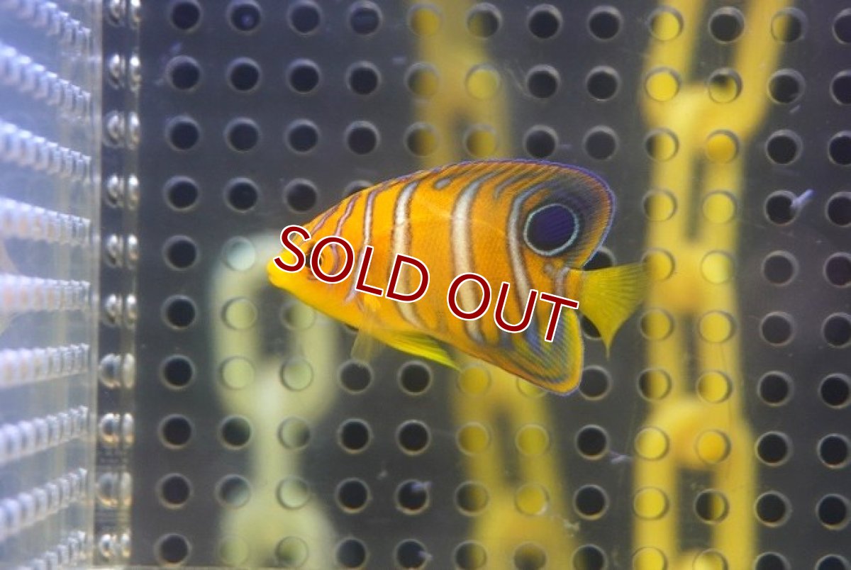 画像1: 【海水魚・ヤッコ】【通販】超特価！冷凍コぺOK♪【モルディブ産】インドニシキヤッコ（Tiny)(個体販売）（±3.5-4cm） No.10（生体）(海水魚) (1)