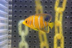 画像1: 【海水魚・ヤッコ】【通販】超特価！冷凍コぺOK♪【モルディブ産】インドニシキヤッコ（Tiny)(個体販売）（±3.5-4cm） No.10（生体）(海水魚) (1)