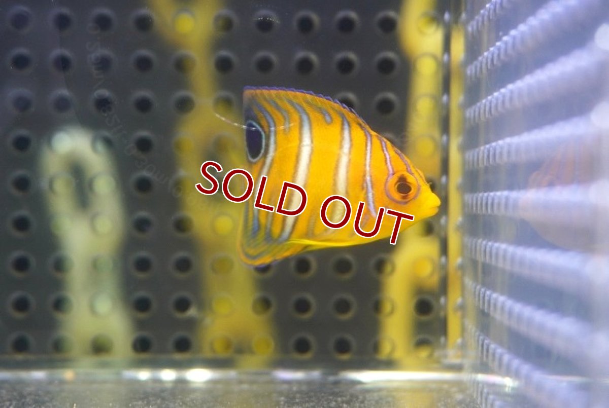 画像2: 【海水魚・ヤッコ】【通販】超特価！冷凍コぺOK♪【モルディブ産】インドニシキヤッコ（Tiny)(個体販売）（±3.5-4cm） No.10（生体）(海水魚) (2)