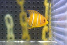 画像2: 【海水魚・ヤッコ】【通販】超特価！冷凍コぺOK♪【モルディブ産】インドニシキヤッコ（Tiny)(個体販売）（±3.5-4cm） No.10（生体）(海水魚) (2)