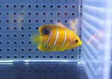 画像1: 【海水魚・ヤッコ】【通販】人工飼料OK♪【モルディブ産】インドニシキヤッコ（XS)(個体販売）（±4cm） No.11（生体）(海水魚) (1)