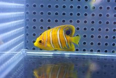 画像2: 【海水魚・ヤッコ】【通販】人工飼料OK♪【モルディブ産】インドニシキヤッコ（XS)(個体販売）（±4cm） No.11（生体）(海水魚) (2)