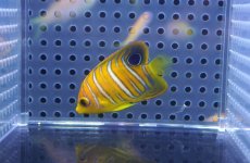 画像1: 【海水魚・ヤッコ】【通販】状態良好♪【モルディブ産】インドニシキヤッコ（XS)(個体販売）（±4.5cm） No.12（生体）(海水魚) (1)