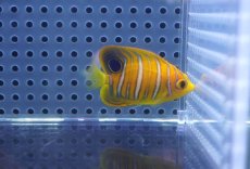 画像2: 【海水魚・ヤッコ】【通販】状態良好♪【モルディブ産】インドニシキヤッコ（XS)(個体販売）（±4.5cm） No.12（生体）(海水魚) (2)