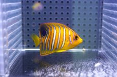 画像1: 【海水魚・ヤッコ】【通販】状態良好♪【モルディブ産】インドニシキヤッコ（XS)(個体販売）（±5cm） No.13（生体）(海水魚) (1)