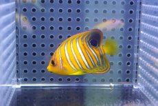 画像2: 【海水魚・ヤッコ】【通販】状態良好♪【モルディブ産】インドニシキヤッコ（XS)(個体販売）（±5cm） No.13（生体）(海水魚) (2)