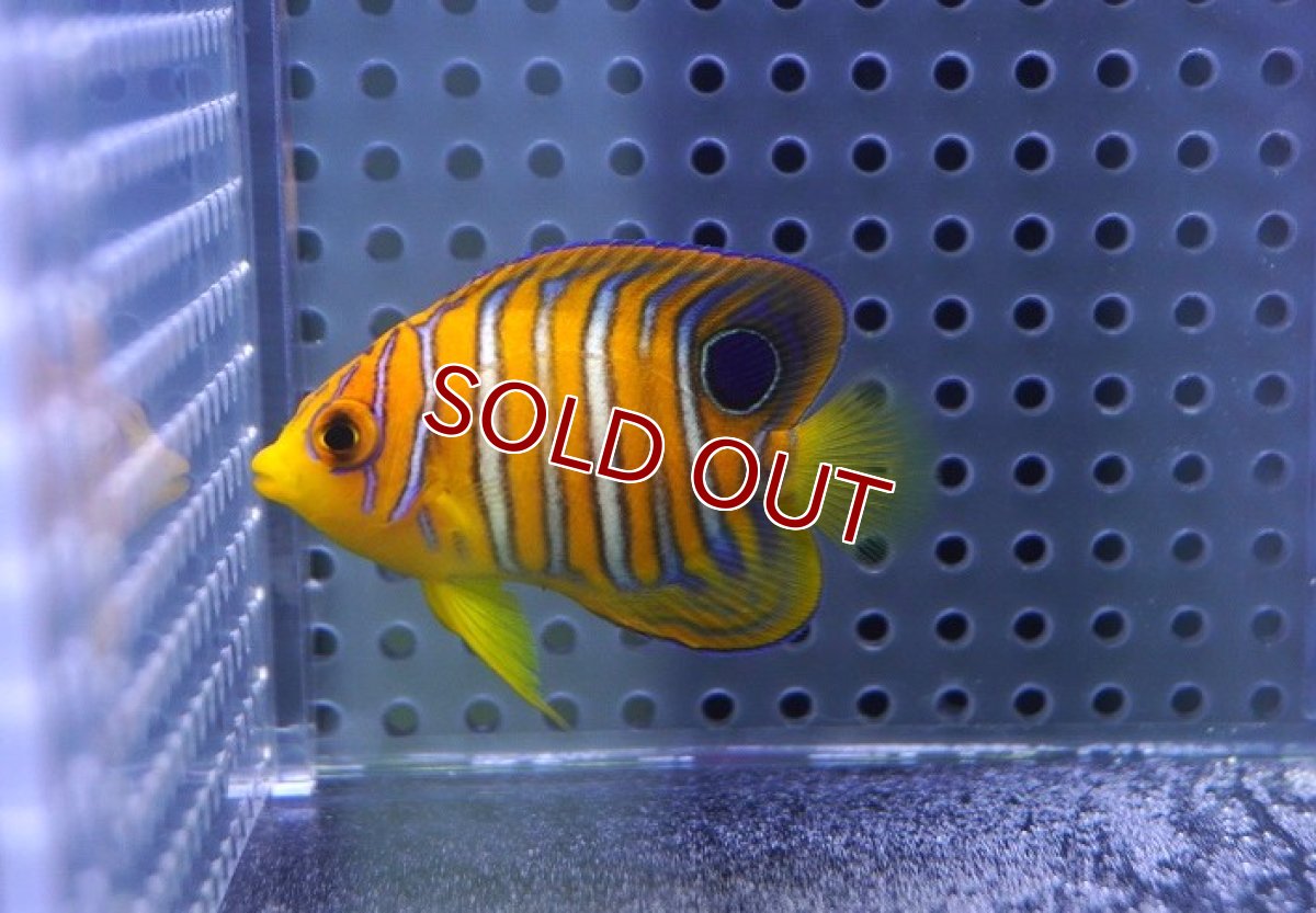 画像1: 【海水魚・ヤッコ】【通販】状態良好♪【モルディブ産】インドニシキヤッコ（XS)(個体販売）（±5cm） No.14（生体）(海水魚) (1)