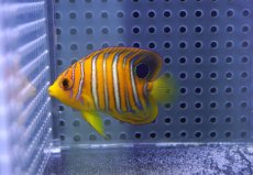 画像1: 【海水魚・ヤッコ】【通販】状態良好♪【モルディブ産】インドニシキヤッコ（XS)(個体販売）（±5cm） No.14（生体）(海水魚) (1)