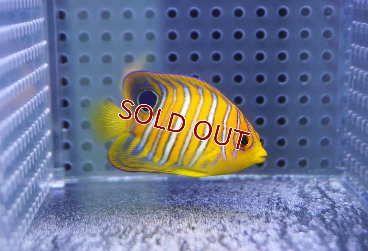 画像2: 【海水魚・ヤッコ】【通販】状態良好♪【モルディブ産】インドニシキヤッコ（XS)(個体販売）（±5cm） No.14（生体）(海水魚) (2)