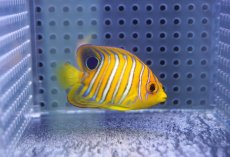 画像2: 【海水魚・ヤッコ】【通販】状態良好♪【モルディブ産】インドニシキヤッコ（XS)(個体販売）（±5cm） No.14（生体）(海水魚) (2)