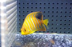 画像1: 【海水魚・ヤッコ】【通販】人工飼料OK♪【モルディブ産】インドニシキヤッコ（XS)(個体販売）（±5cm） No.15（生体）(海水魚) (1)