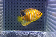 画像2: 【海水魚・ヤッコ】【通販】人工飼料OK♪【モルディブ産】インドニシキヤッコ（XS)(個体販売）（±5cm） No.15（生体）(海水魚) (2)