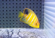 画像1: 【海水魚・ヤッコ】【通販】人工飼料OK♪【モルディブ産】インドニシキヤッコ（XS)(個体販売）（±5cm） No.16（生体）(海水魚) (1)