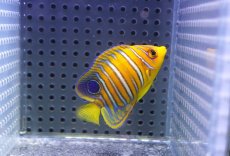 画像1: 【海水魚・ヤッコ】【通販】状態良好♪【モルディブ産】インドニシキヤッコ（XS)(個体販売）（±5.5cm） No.17（生体）(海水魚) (1)