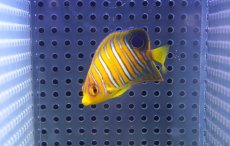 画像2: 【海水魚・ヤッコ】【通販】状態良好♪【モルディブ産】インドニシキヤッコ（XS)(個体販売）（±5.5cm） No.17（生体）(海水魚) (2)