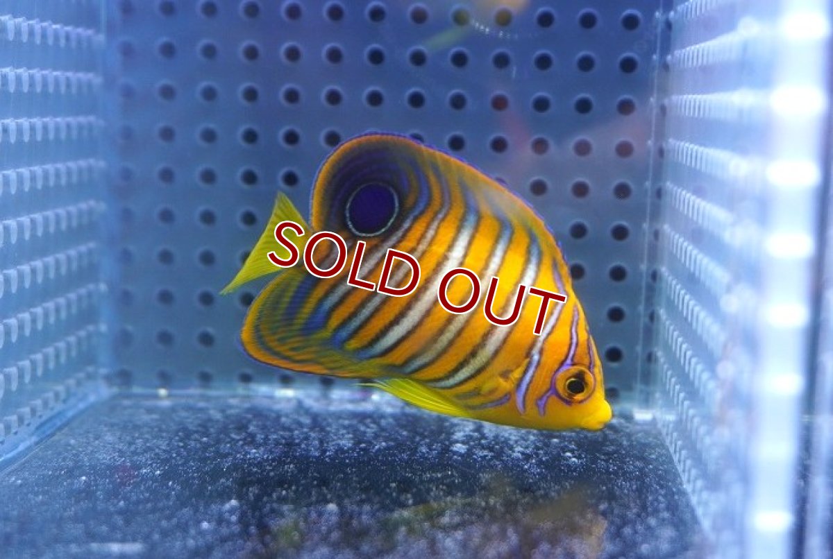 画像1: 【海水魚・ヤッコ】【通販】人工飼料OK♪【モルディブ産】インドニシキヤッコ（S)(個体販売）（±6cm） No.18（生体）(海水魚) (1)