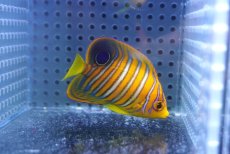 画像1: 【海水魚・ヤッコ】【通販】人工飼料OK♪【モルディブ産】インドニシキヤッコ（S)(個体販売）（±6cm） No.18（生体）(海水魚) (1)