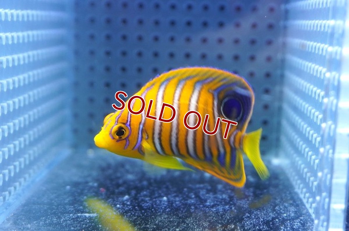 画像2: 【海水魚・ヤッコ】【通販】人工飼料OK♪【モルディブ産】インドニシキヤッコ（S)(個体販売）（±6cm） No.18（生体）(海水魚) (2)