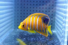 画像2: 【海水魚・ヤッコ】【通販】人工飼料OK♪【モルディブ産】インドニシキヤッコ（S)(個体販売）（±6cm） No.18（生体）(海水魚) (2)