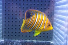 画像1: 【海水魚・ヤッコ】【通販】人工飼料OK♪【モルディブ産】インドニシキヤッコ（S)(個体販売）（±6.5cm） No.19（生体）(海水魚) (1)