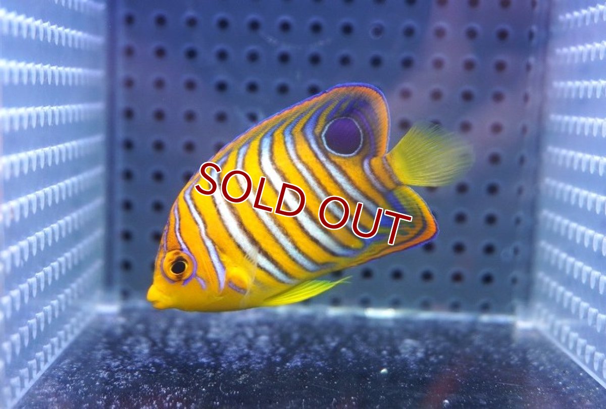 画像2: 【海水魚・ヤッコ】【通販】人工飼料OK♪【モルディブ産】インドニシキヤッコ（S)(個体販売）（±6.5cm） No.19（生体）(海水魚) (2)