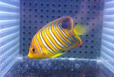 画像2: 【海水魚・ヤッコ】【通販】人工飼料OK♪【モルディブ産】インドニシキヤッコ（S)(個体販売）（±6.5cm） No.19（生体）(海水魚) (2)