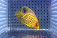 画像1: 【海水魚・ヤッコ】【通販】状態良好♪【モルディブ産】インドニシキヤッコ（S)(個体販売）（±6.5cm） No.20（生体）(海水魚) (1)