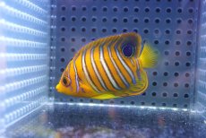 画像2: 【海水魚・ヤッコ】【通販】状態良好♪【モルディブ産】インドニシキヤッコ（S)(個体販売）（±6.5cm） No.20（生体）(海水魚) (2)