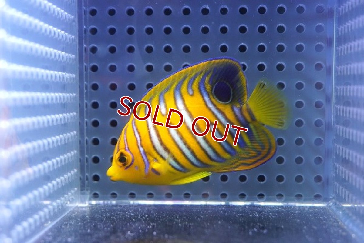 画像1: 【海水魚・ヤッコ】【通販】状態良好♪【モルディブ産】インドニシキヤッコ（S)(個体販売）（±6.5cm） No.21（生体）(海水魚) (1)