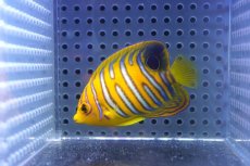 画像1: 【海水魚・ヤッコ】【通販】状態良好♪【モルディブ産】インドニシキヤッコ（S)(個体販売）（±6.5cm） No.21（生体）(海水魚) (1)